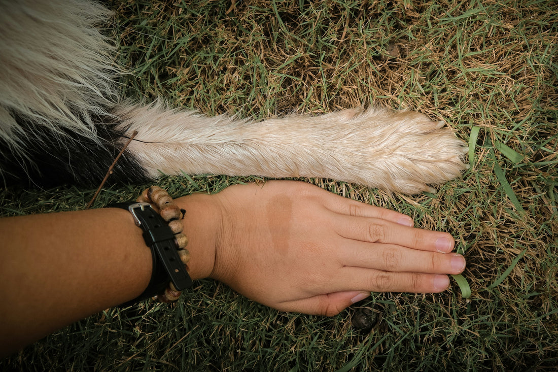 A person resting a hand next to a dog’s paw on grass.
