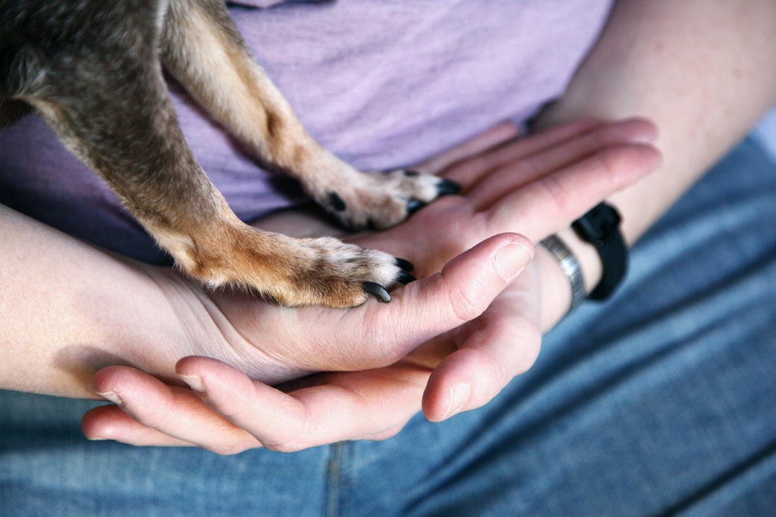 A comforting moment: a person holding a dog’s paws.