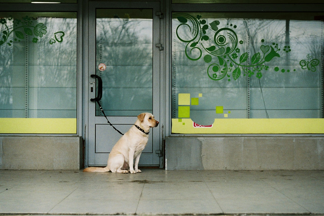 A leashed dog sitting quietly in front of a glass door