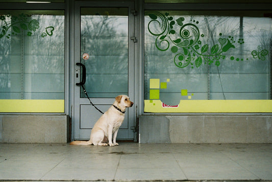 A leashed dog sitting quietly in front of a glass door