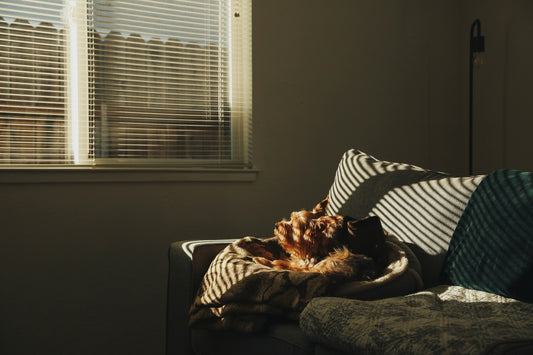A dog resting quietly by a window with soft morning light.
