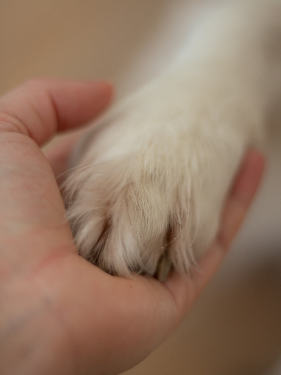 A person gently holding a dog’s paw in their hand.