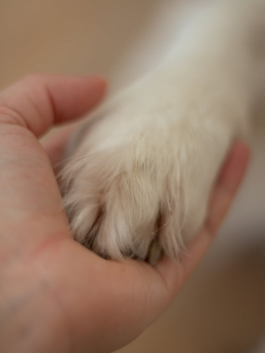 A person gently holding a dog’s paw in their hand.