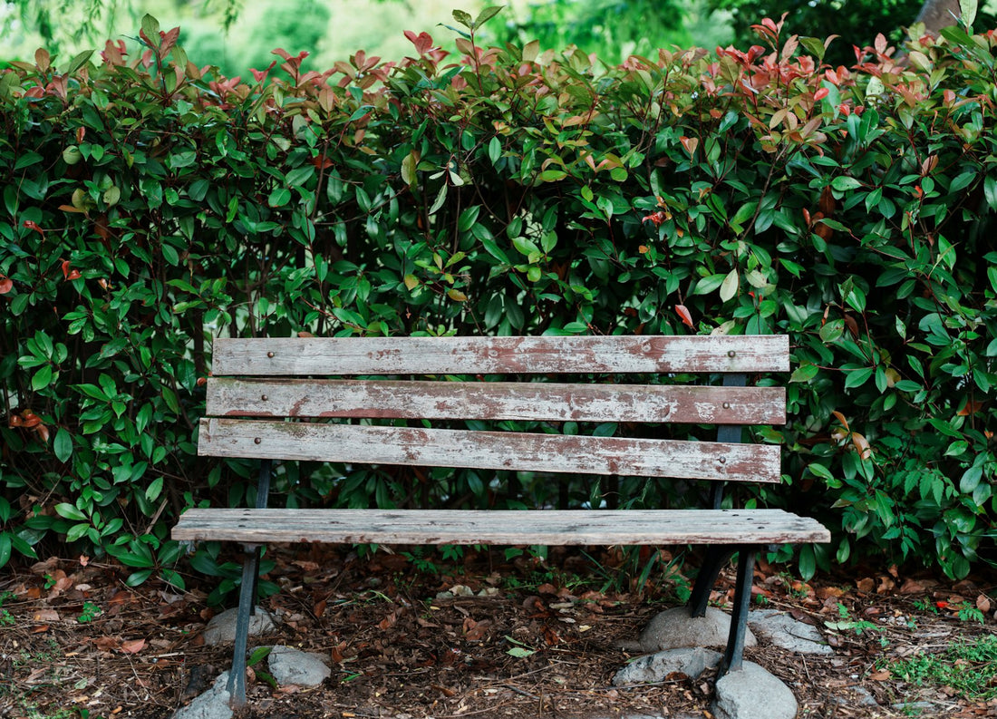 An empty bench in front of greenery