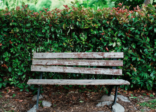 An empty bench in front of greenery